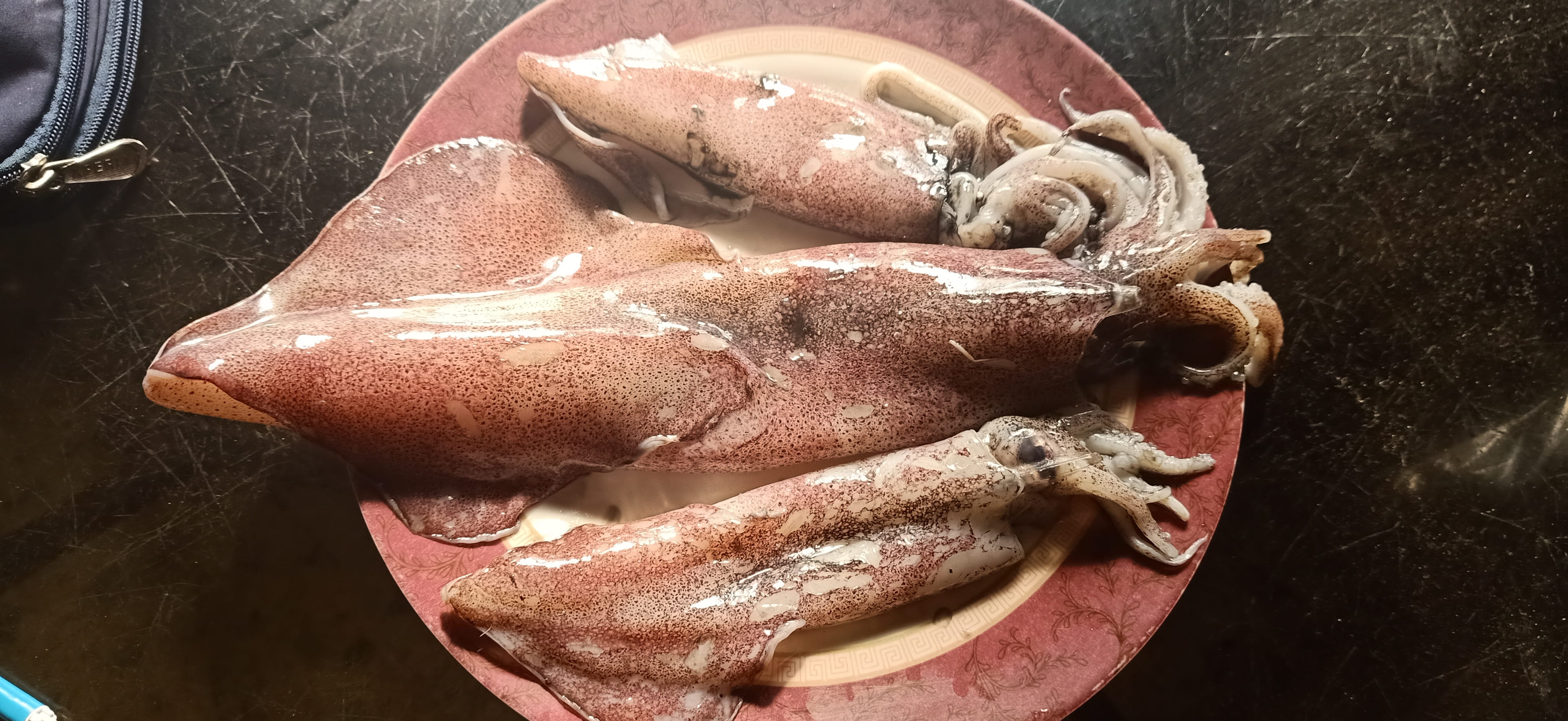 Squid / Koonthal