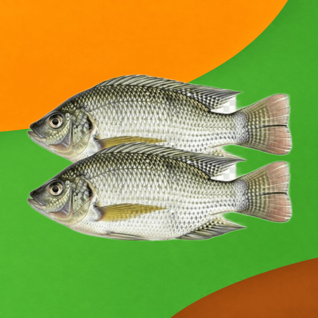 Tilapia