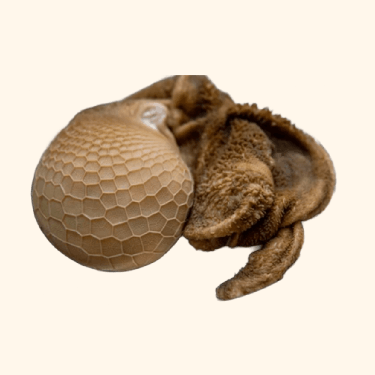 Boti / Tripe